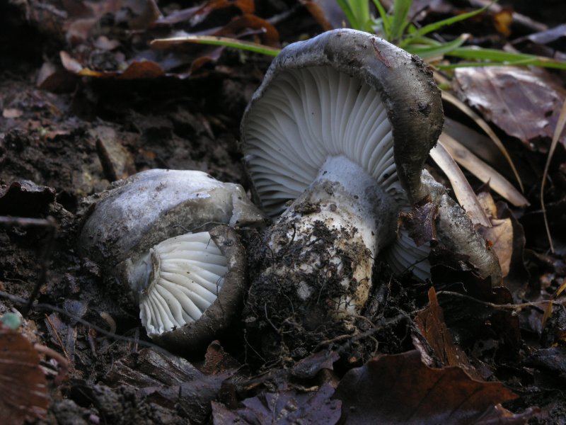 Ancora pi� in alto, dove si scioglie la neve ....